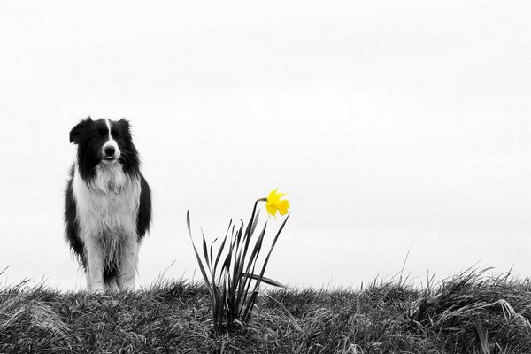 Perro en un paseo y una flor amarilla