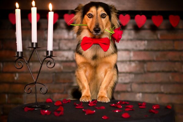 Romantik und ein Hund mit einer Rose in den Zähnen