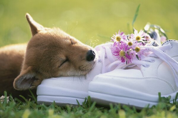 Cucciolo che dorme su scarpe da ginnastica bianche