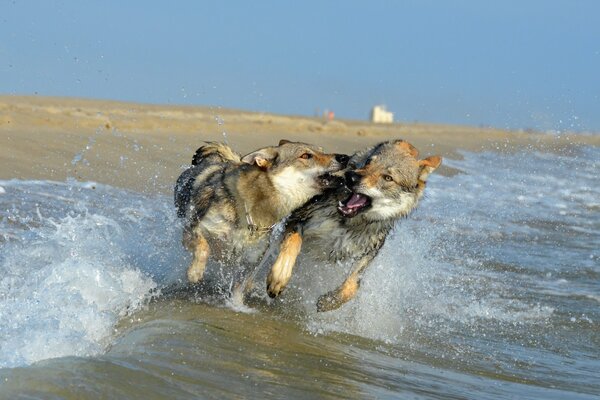 Grey dogs playing on the beach