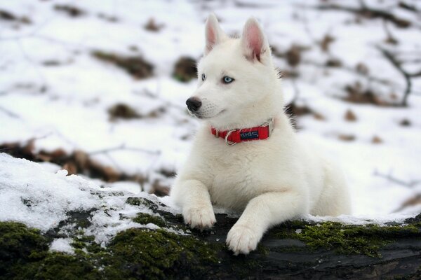 Chien blanc sur la neige blanche