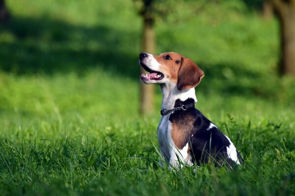 Perro de caza en un campo verde