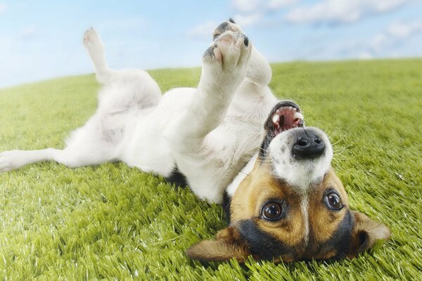 The dog sprawled on the green grass