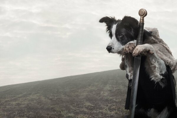 Hund mit Schwert auf dem Hintergrund eines Bergtals