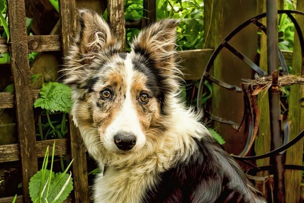 Der Blick des Hundes ist der Freund des Menschen