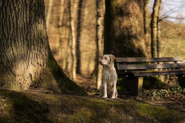 Perro solitario pelirrojo se sienta cerca de un banco en el parque entre árboles masivos