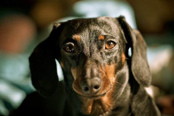 Dog breed dachshund in the vicinity