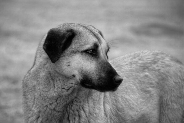 Immagine in bianco e nero di un cane randagio con uno sguardo triste