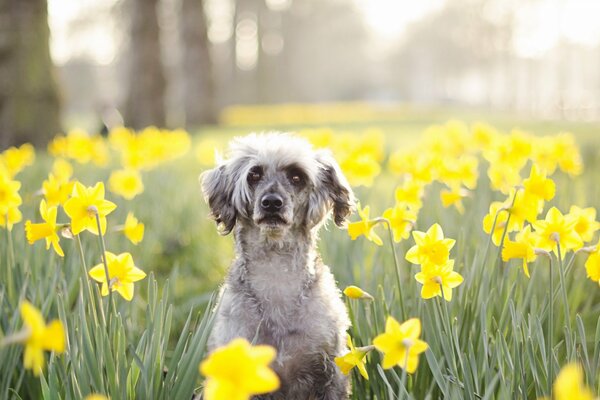 A dog in yellow flowers in spring