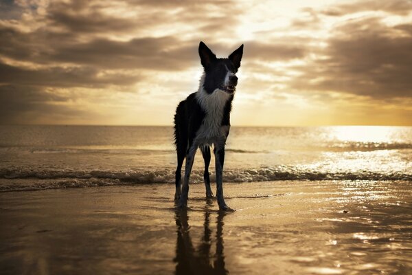 Hund am Meer Sonnenuntergang