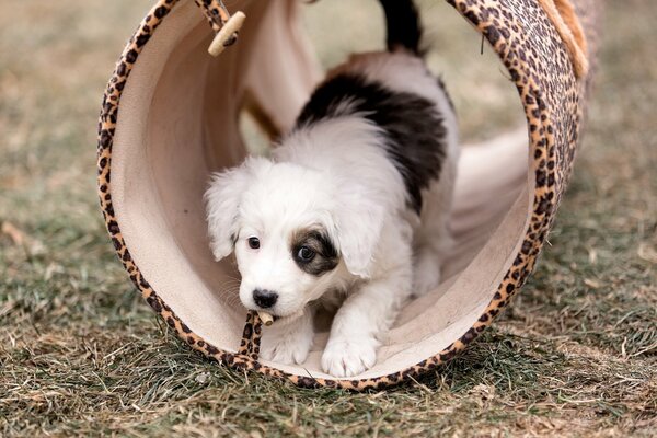 Photo of a black and white cute puppy