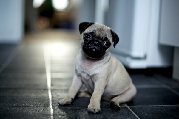 Cachorro Pug esperando a un amigo en casa