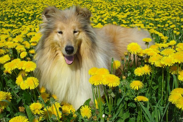 Ein Hund der Rasse Collie im Löwenzahnfeld