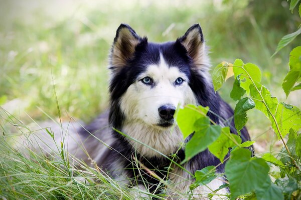 Husky mit blauen Augen im Wald