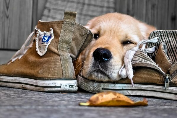 Triste museau de chien en baskets