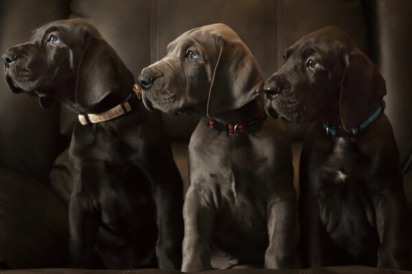 Labradors