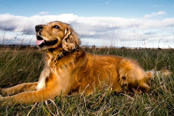 Hermoso perro yace en el campo