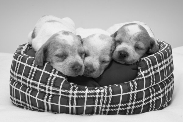 Muy lindos cachorros durmiendo