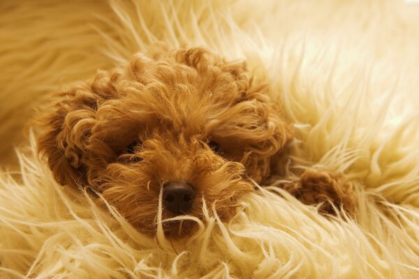 A little ball of happiness on a blanket