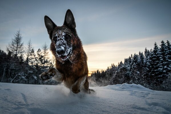 German Shepherd in the winter forest