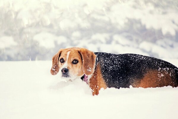 El perro doblado se cuela a través de una capa de nieve profunda