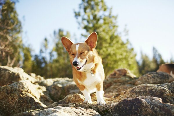 Perro divertido corriendo por las rocas