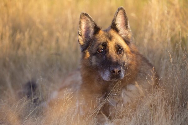 Der Blick eines Freundes des Hundes im Gras