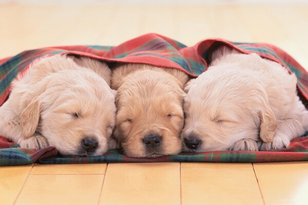 Golden Retriever puppies are sleeping