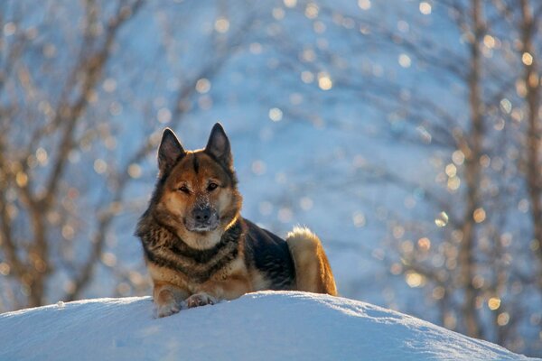 Pastore tedesco sdraiato sulla neve