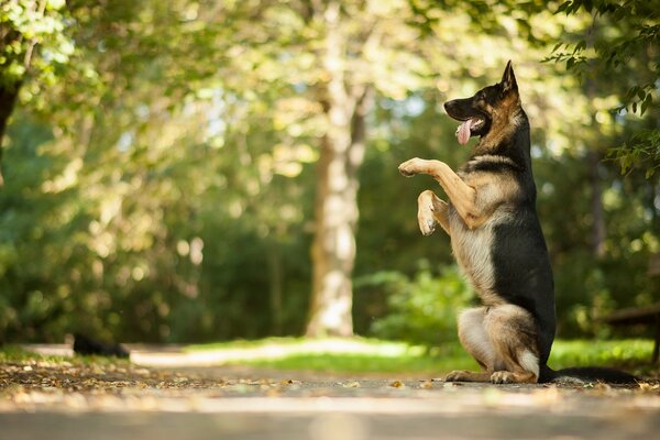 Ein kluger Schäferhund steht auf den Hinterbeinen im Park