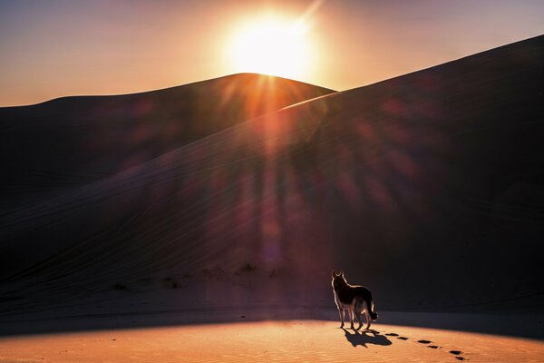 A dog in the desert at sunset