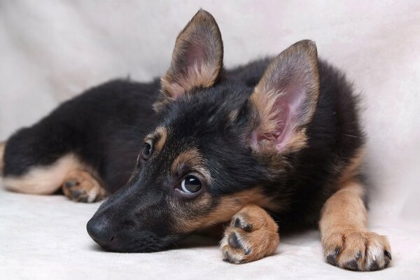 Chiot mignon fidèle ami