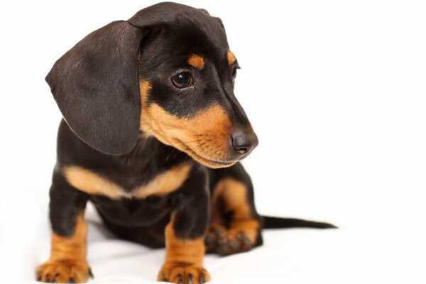 Pequeño cachorro de Dachshund negro