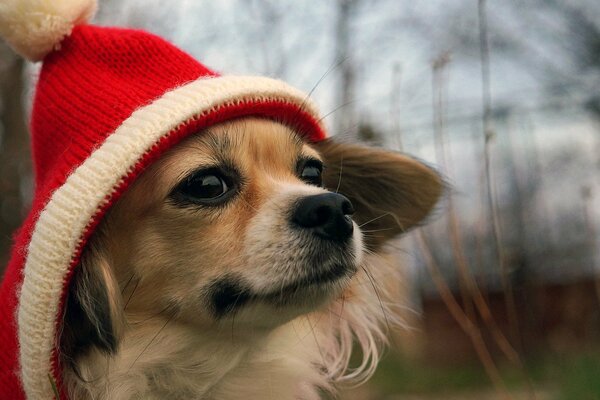 Pelirroja perrito en rojo y blanco sombrero con pompón mirando en la distancia