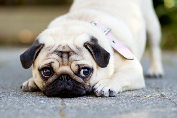 Chien avec un regard triste