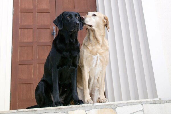 Chiens blancs et noirs assis à la porte