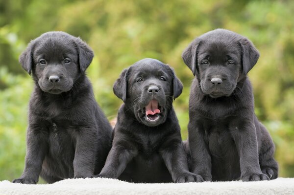 Mignon Trinité chiots de couleur noire