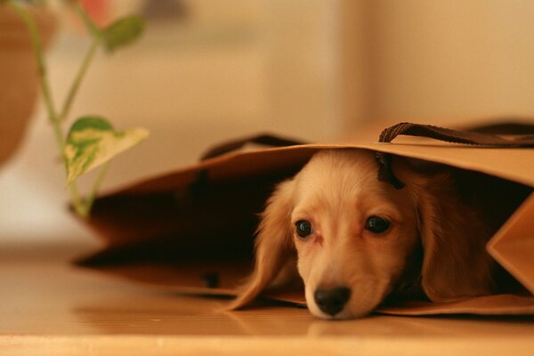 El pequeño Dachshund se escondió de todos en el paquete