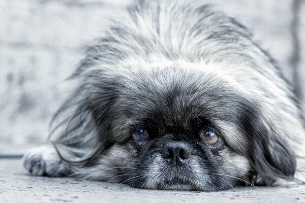 Pekinés mirada cara tristeza