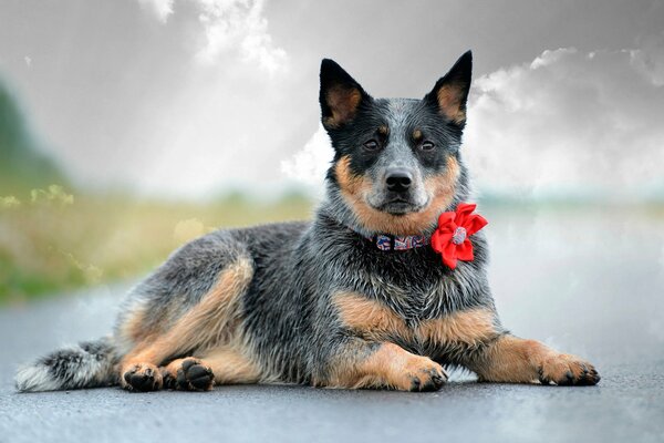 A dog with a flower on its collar is lying on the asphalt