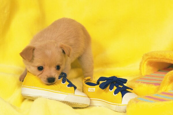 Le chiot est triste pour le petit propriétaire