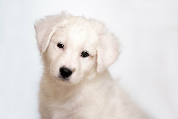 Little white cute puppy