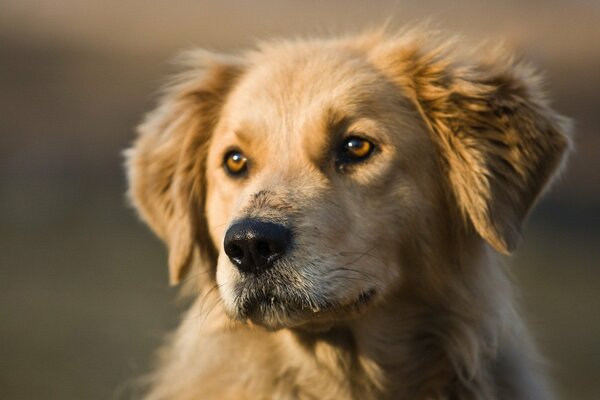 Lo sguardo di un cane leale e leale