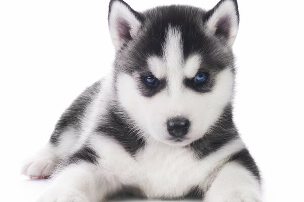 Petit chiot Husky assis sur fond blanc comme neige