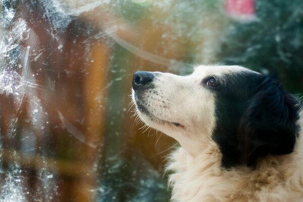 Chien pense ah quelle belle vue