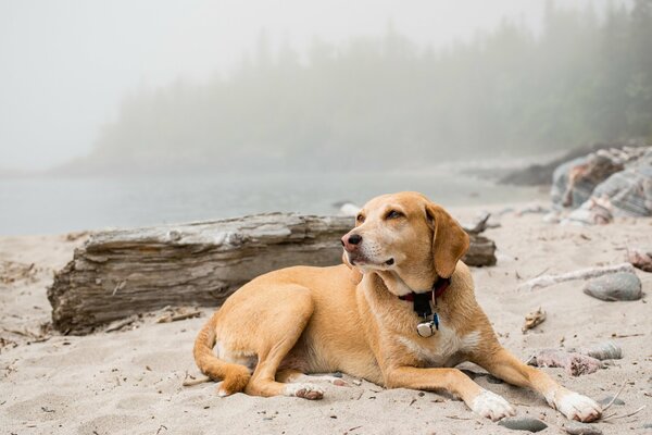 Hund am Ufer eines nebligen Flusses im Sand