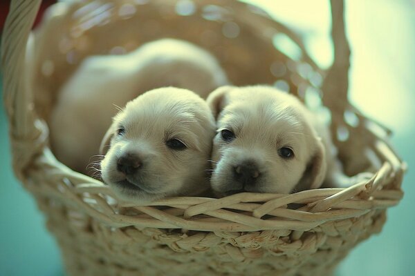 Due piccoli cuccioli in un cestino