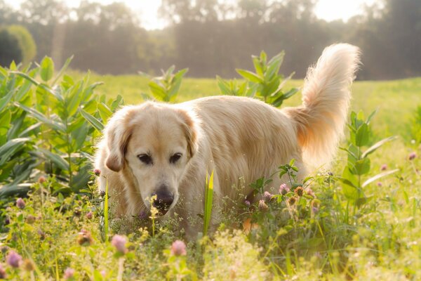 Labrador im Feld vor dem Hintergrund der Natur