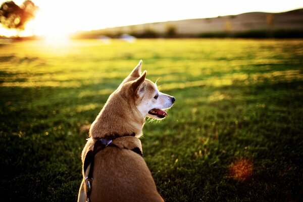 A walking dog on the background of the sunset