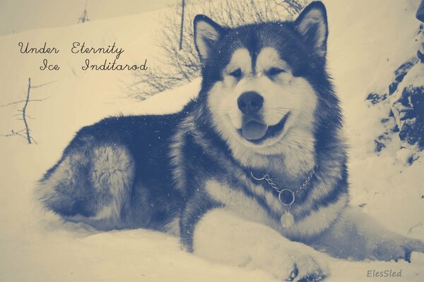 A dog of the Malamute breed lies on the snow with his tongue sticking out